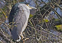 Nycticorax nycticorax